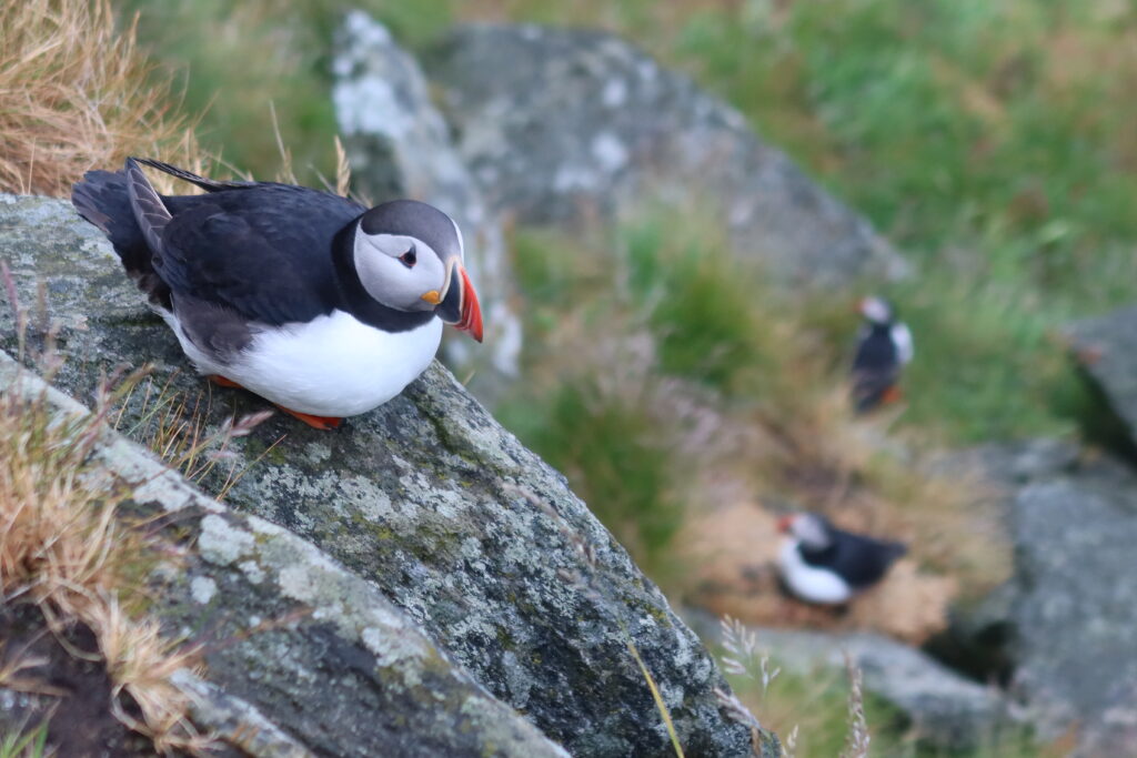 Wildkampeerplekken Noorwegen puffins p4n 337032P4N 87403 (2)P4N 87403