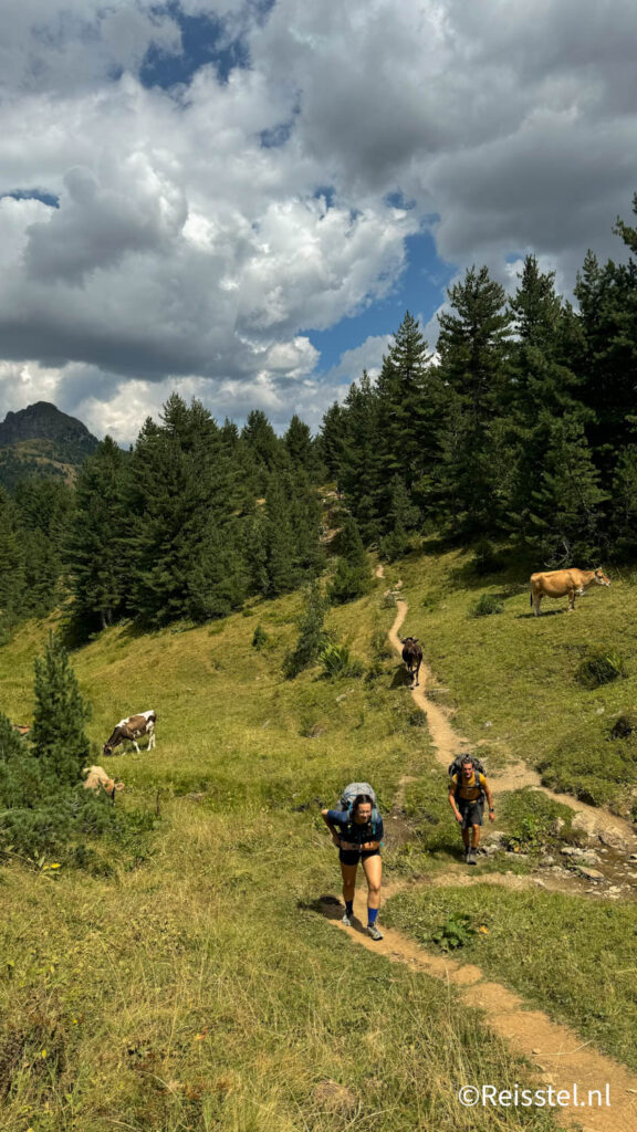 wandelen tussen de koeien | Balkan