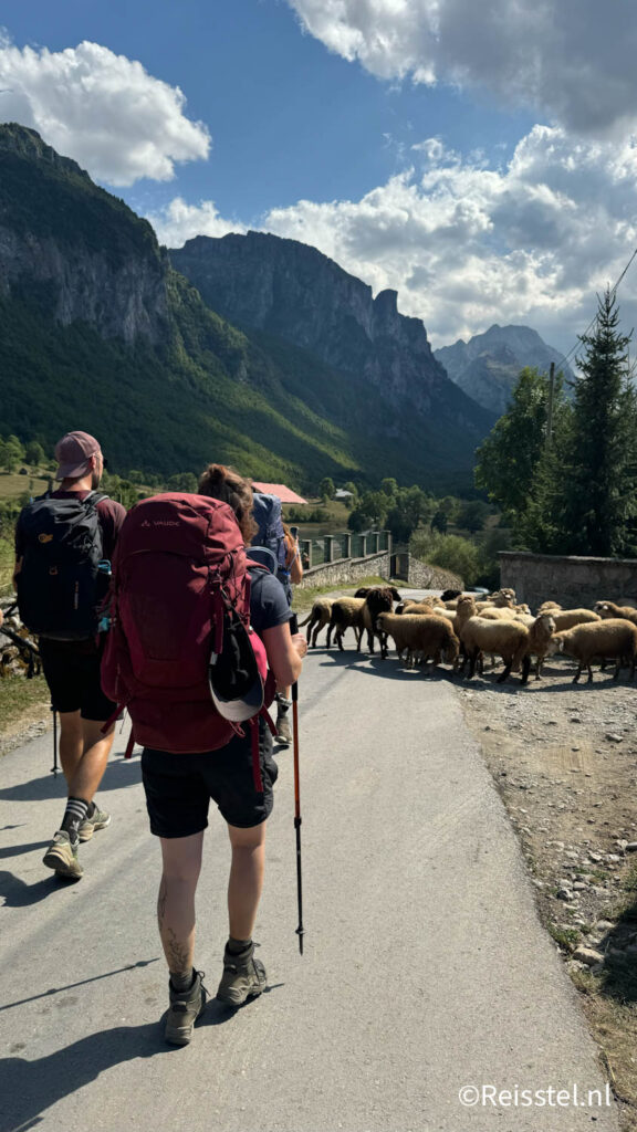 Schapen langs de wandelroute