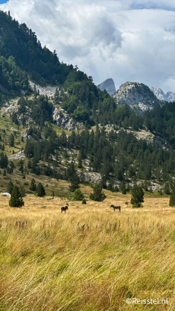 Peaks of the Balkans | paarden