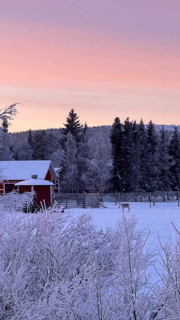 Bezoek een Rendierboerderij | Lapland in de winter