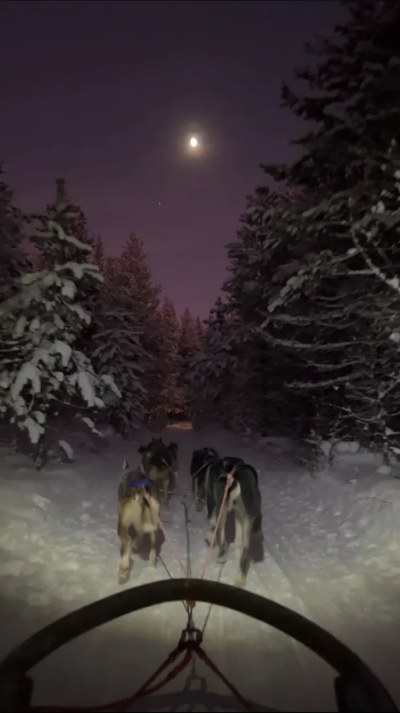 Huskey Safari | Doen in Lapland