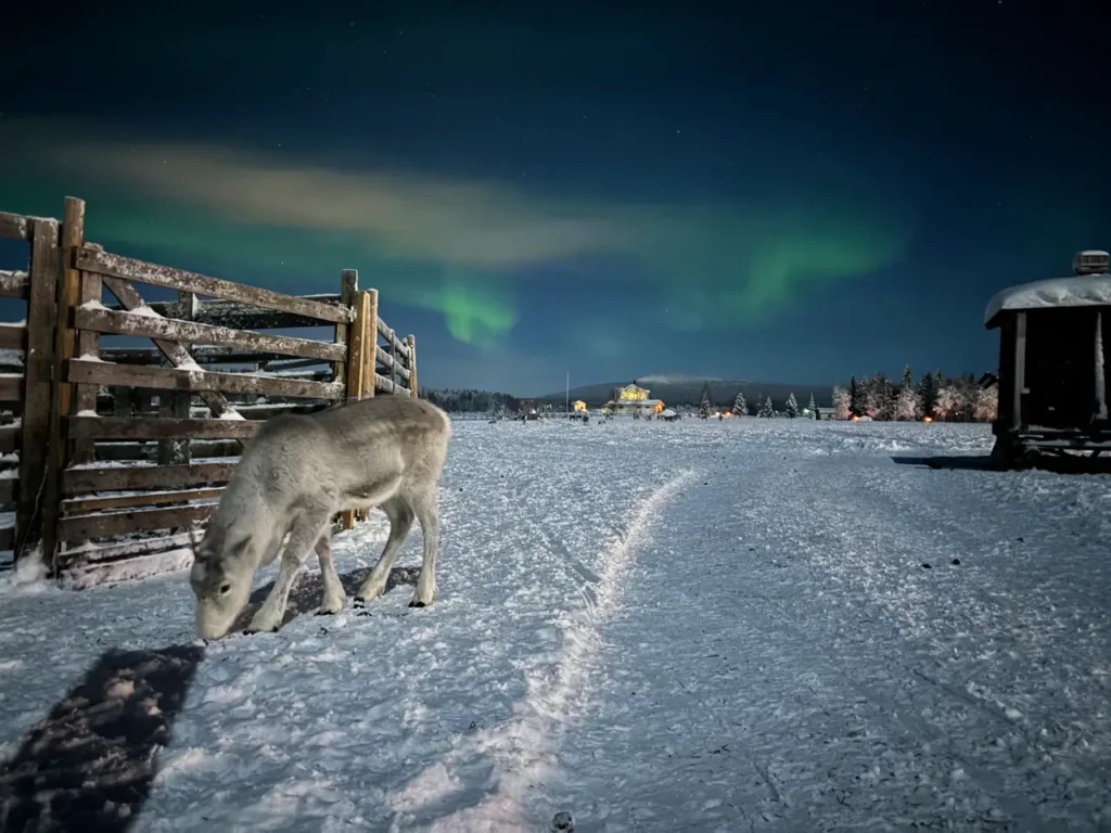 Rendier met Noorderlicht in Lapland